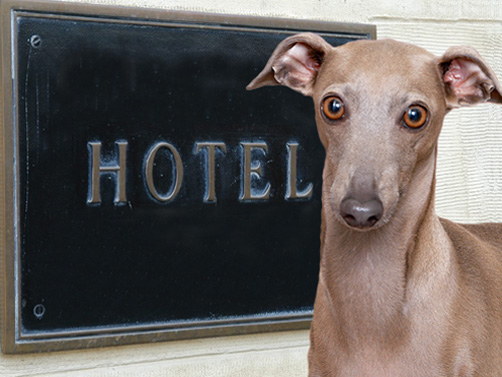 China Onbevreesd Gevoelig voor Hotels in België waar honden zijn toegestaan - DogsIncluded