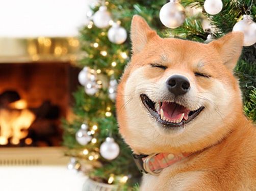 site Blazen Buiten Vier kerst en oud & nieuw samen op vakantie met je hond - DogsIncluded