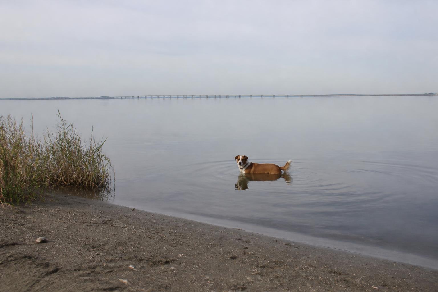 Hond loopt door het ondiepe zoete water van het IJmeer op het hondenstrand bij de Hollandse Brug in Almere