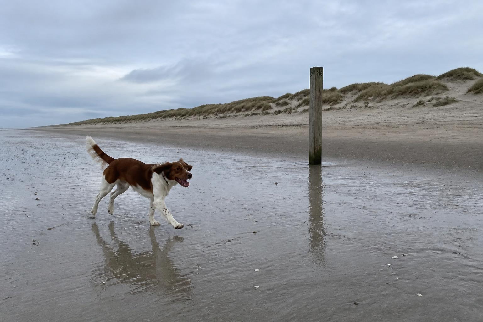 Hond rent los over het brede, lege Noordzeestrand van Ameland met duinen en een strandpaal op de achtergrond