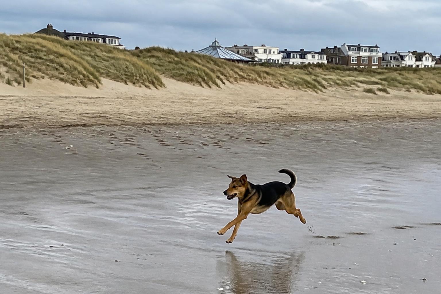 Hond rent los over het brede strand van Bergen aan Zee met de duinen en het kleine badplaatsje erachter