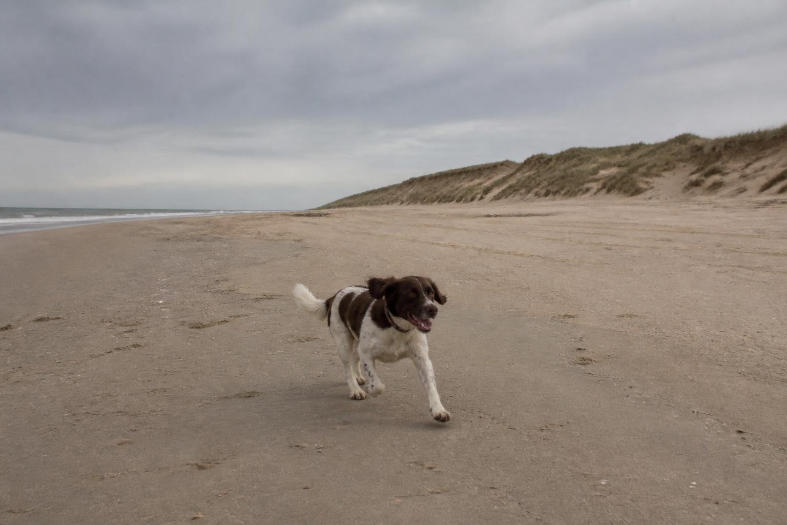 Hond op het brede strand bij Parnassia in Bloemendaal aan Zee met de duinen op de achtergrond