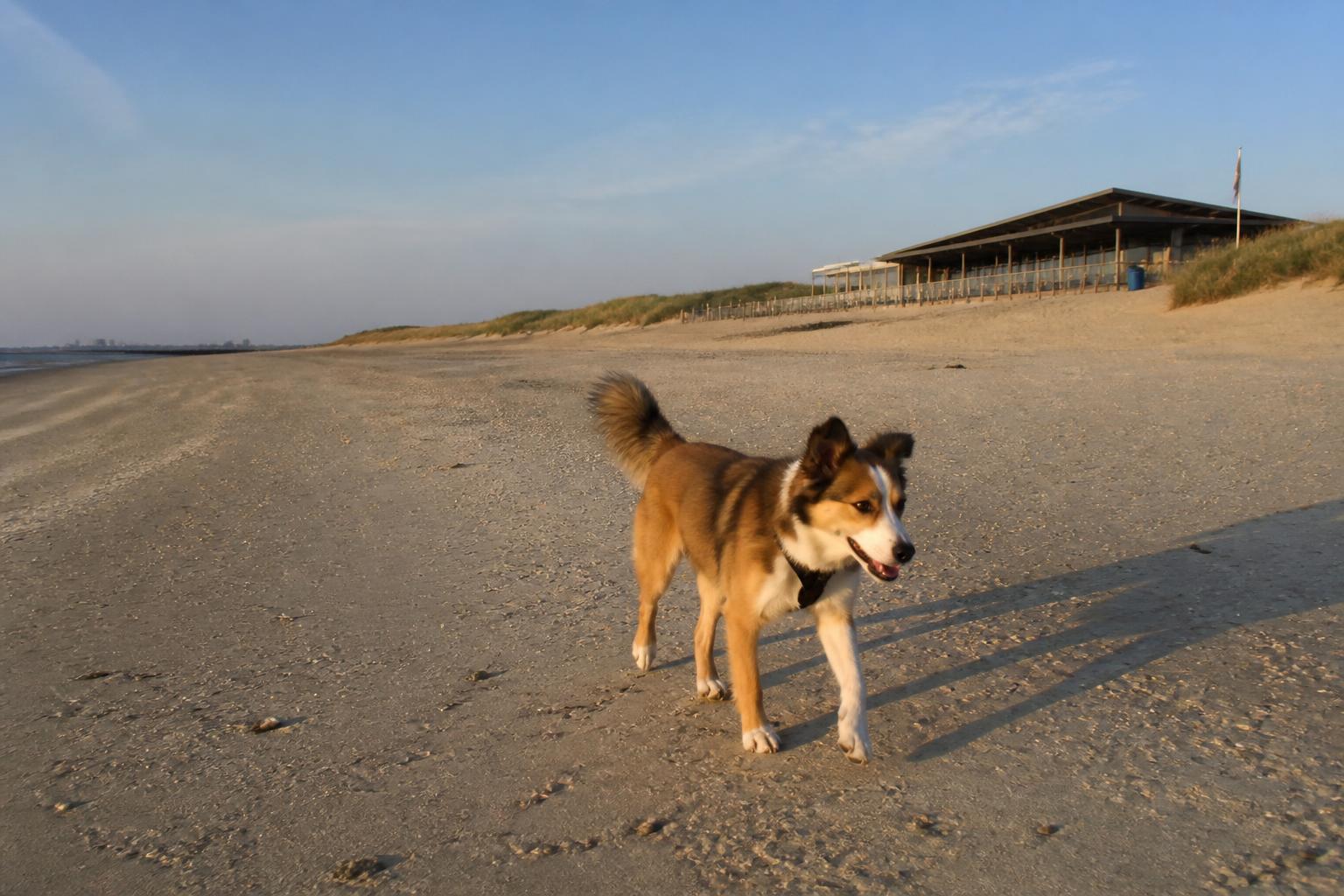Hond loopt over het brede, witte strand bij Cadzand-Bad aan de Boulevard de Wielingen