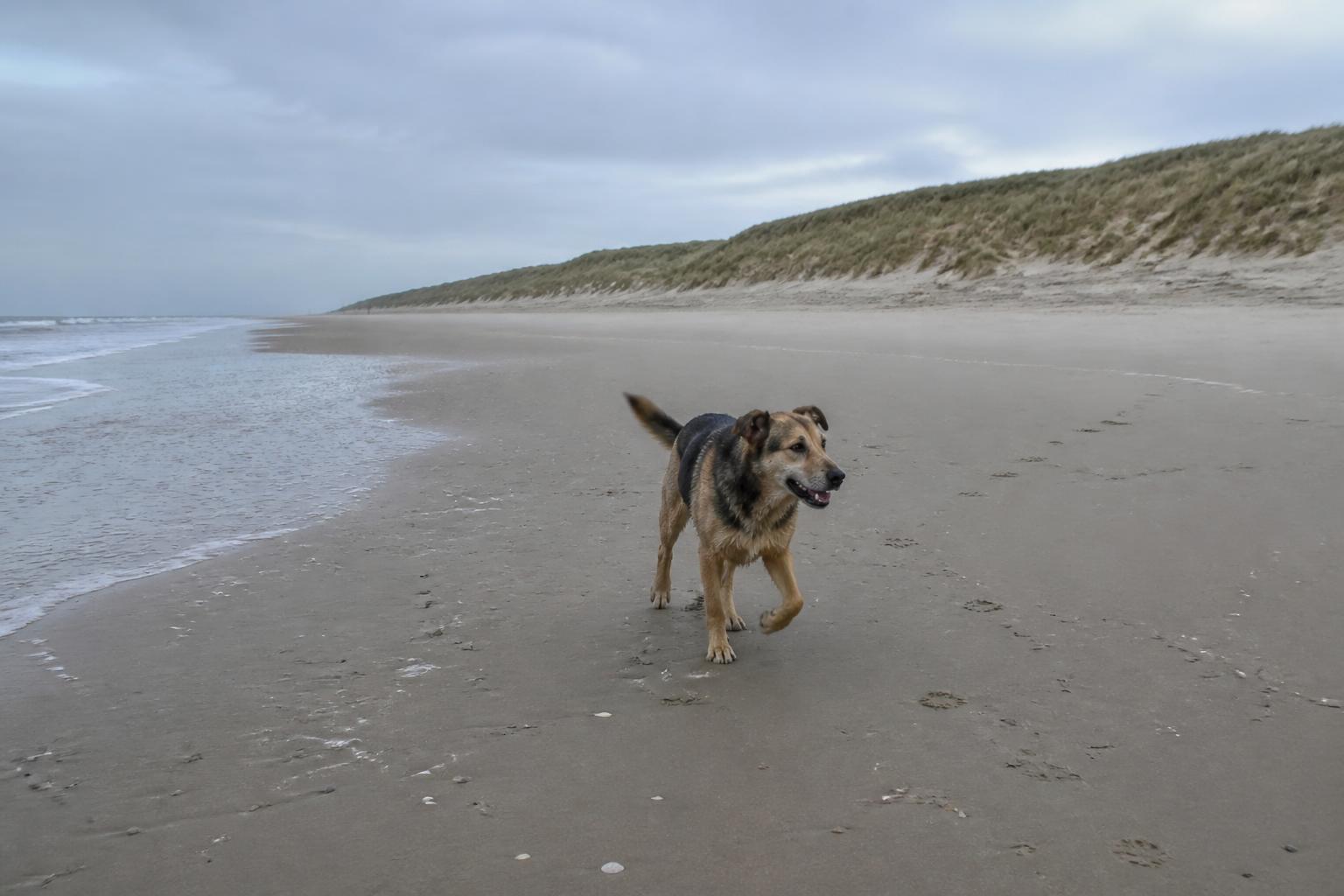 Hond op het brede, rustige strand van Callantsoog met de duinenrij op de achtergrond