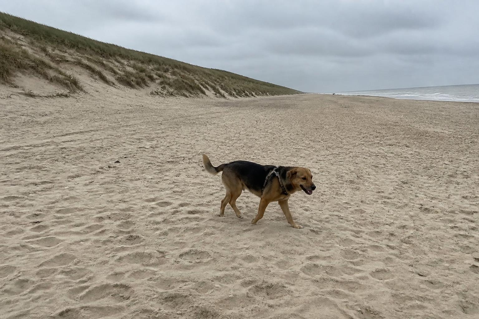 Hond loopt over het brede, door duinen omzoomde strand van Castricum aan Zee
