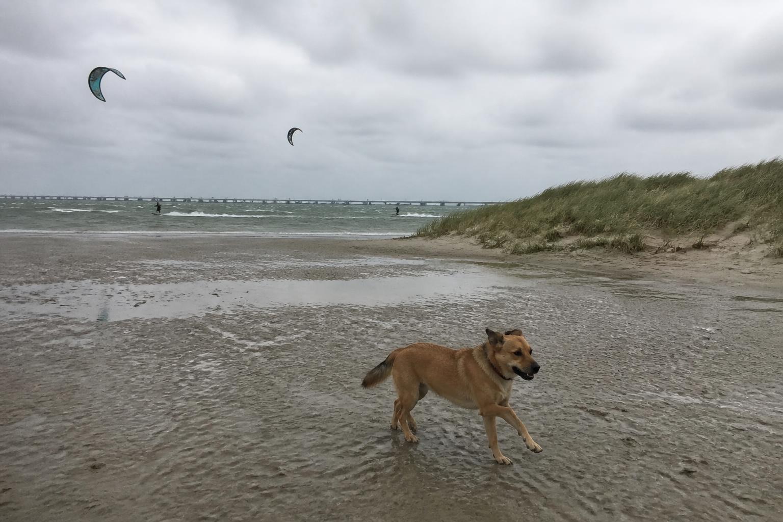 Hond rent los over het strand van De Punt aan de voet van de Oosterscheldekering, met kitesurfers boven het water