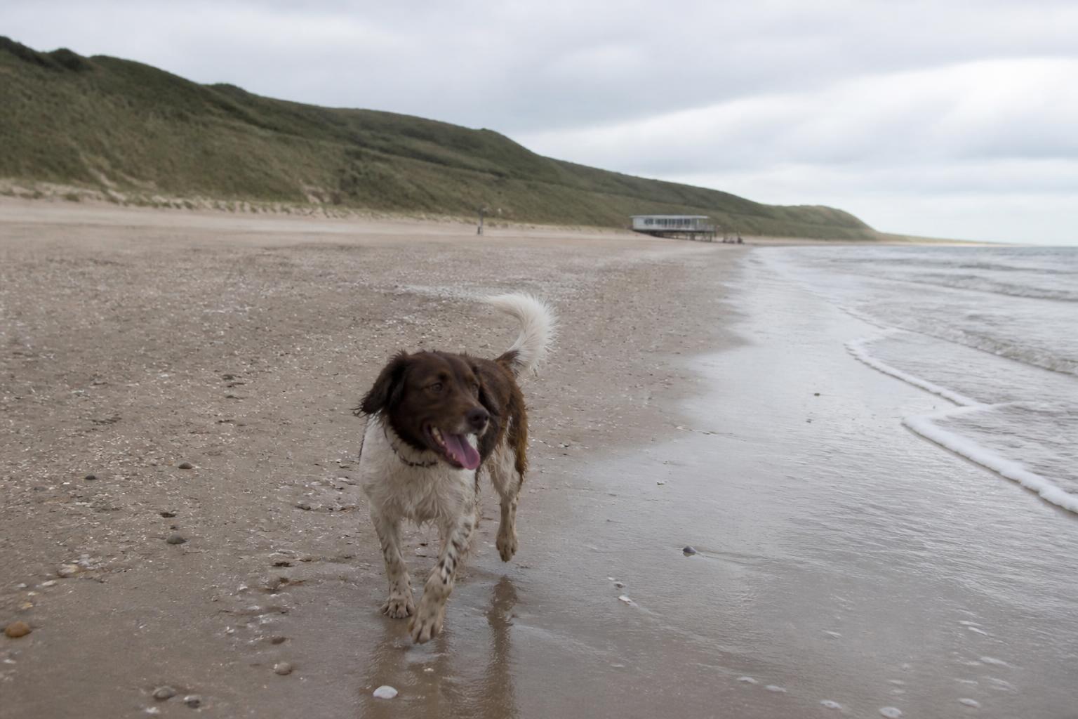 Hond rent los over het Oosterstrand tussen Domburg en Oostkapelle onder de duinen