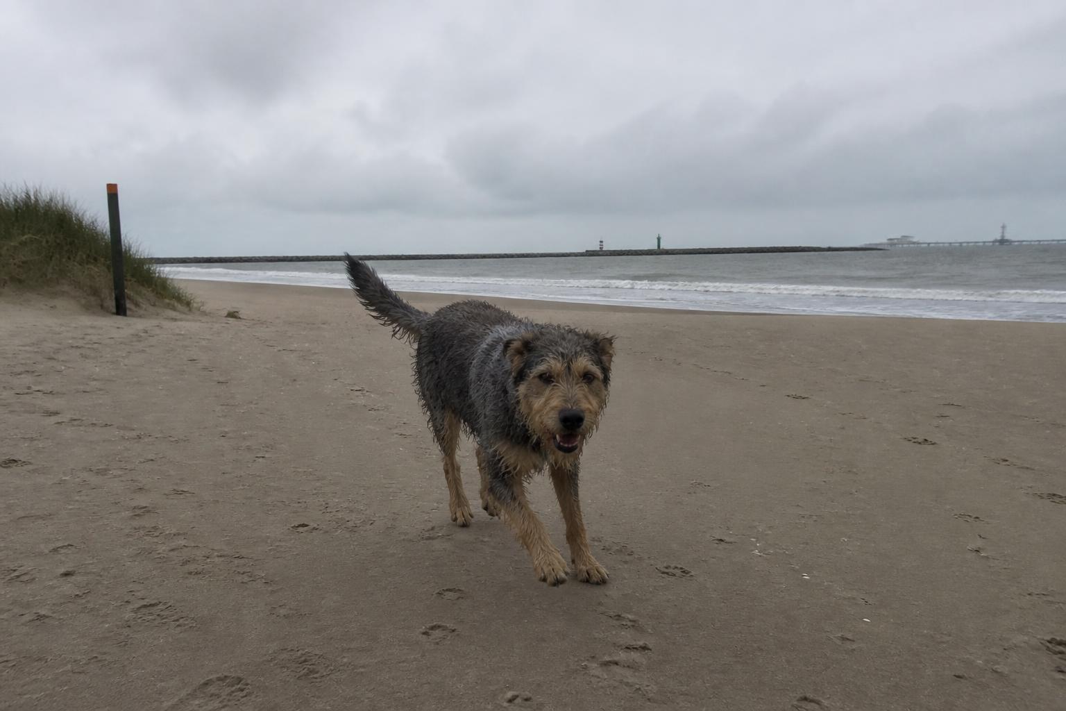 Hond rent los op het Zuiderstrand bij Duindorp, met de pier van Scheveningen in de verte
