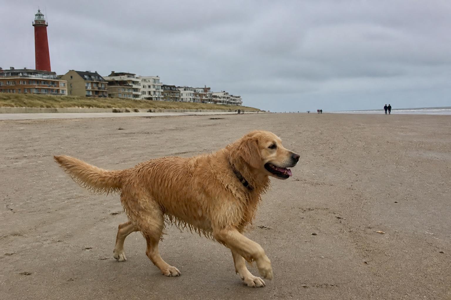 Hond rent los over het brede strand onder de boulevard en vuurtoren van Egmond aan Zee