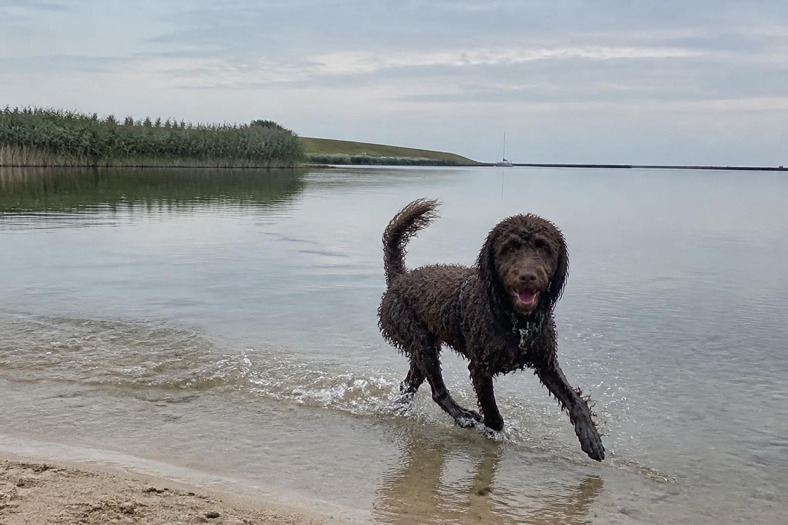 Hond rent door het ondiepe zoete water langs het hondenstrand van het Erkemederstrand bij Zeewolde