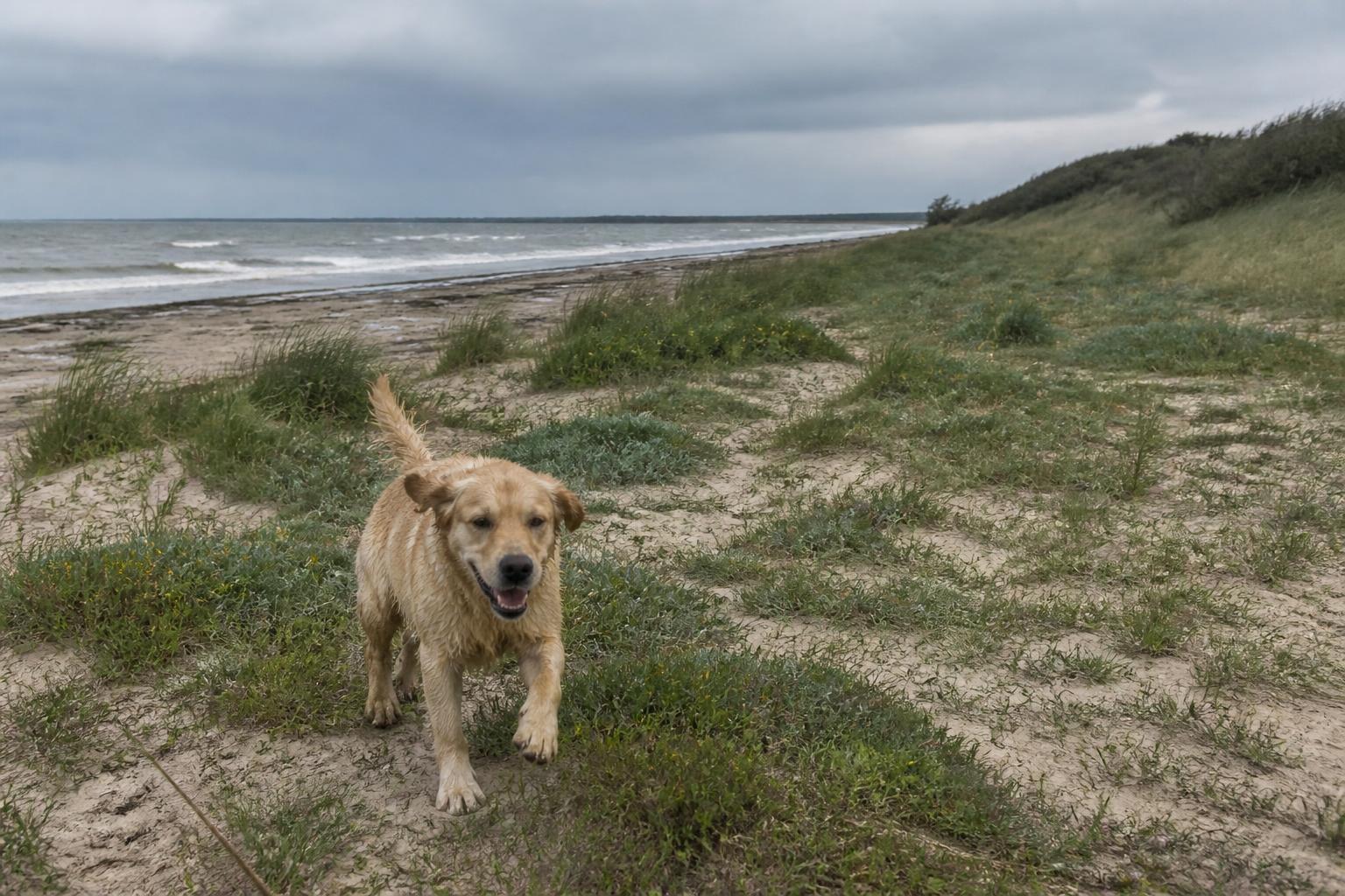 Hond op het wilde, lege natuurstrand bij de Waterleidingduinen aan de Kop van Goeree