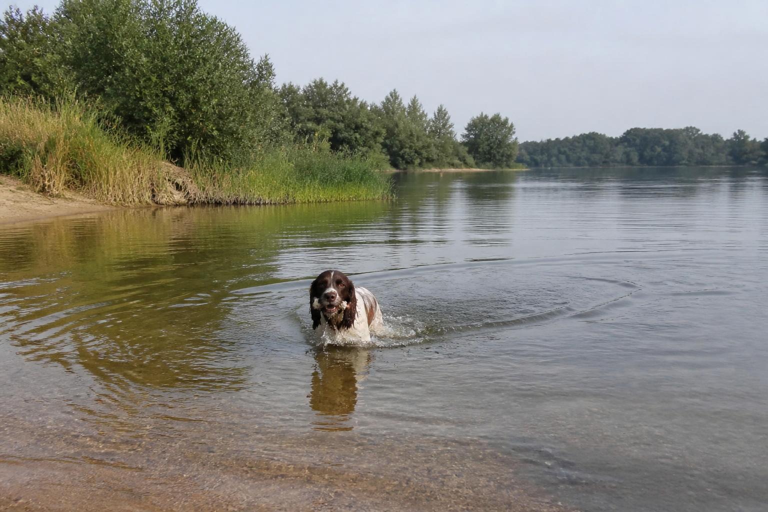 Hond zwemt in het rustige zoete water van de recreatieplas op het hondenstrandje van De Groene Ster bij Leeuwarden