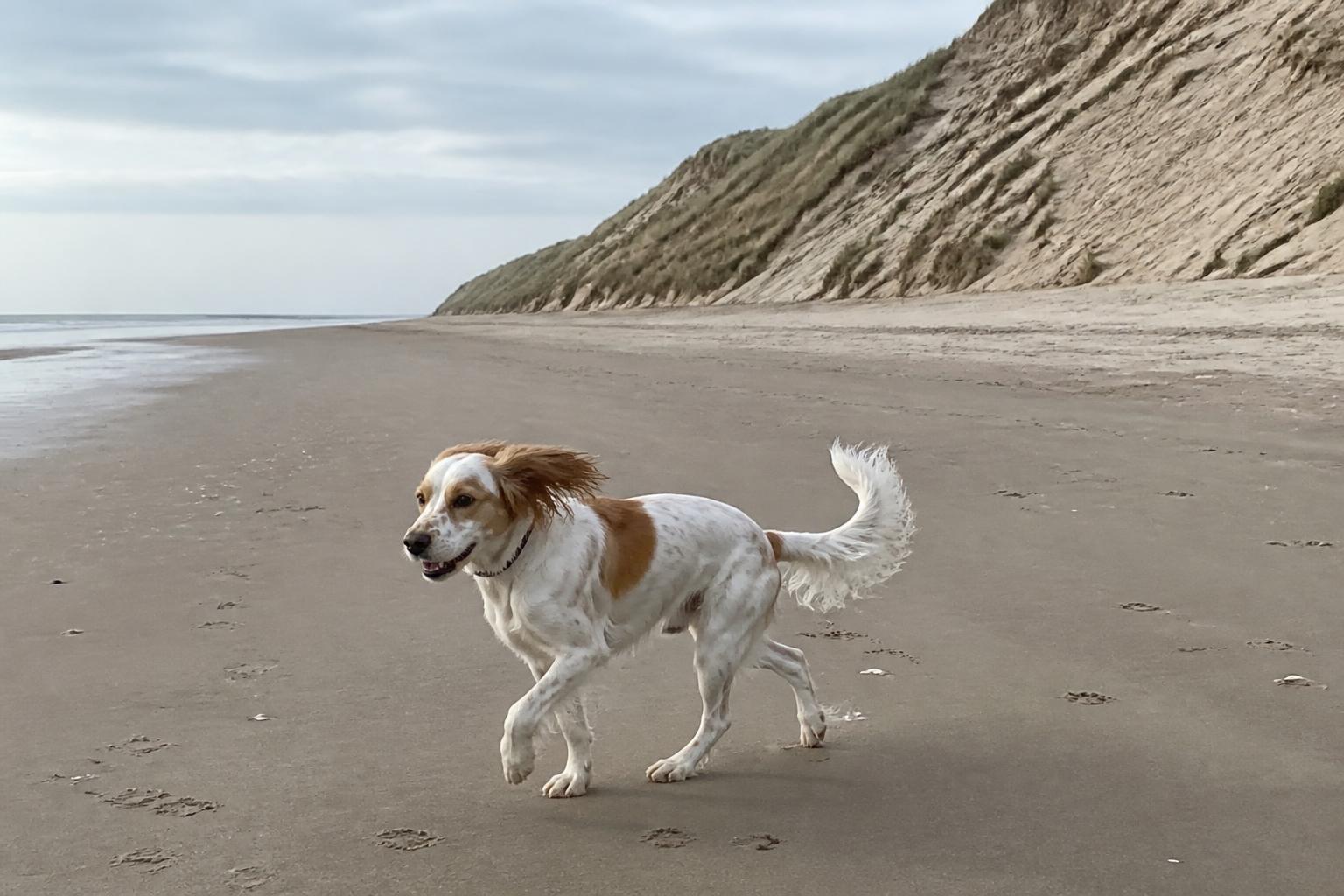 Hond rent over het brede strand van Hargen aan Zee aan de voet van de hoge Schoorlse Duinen
