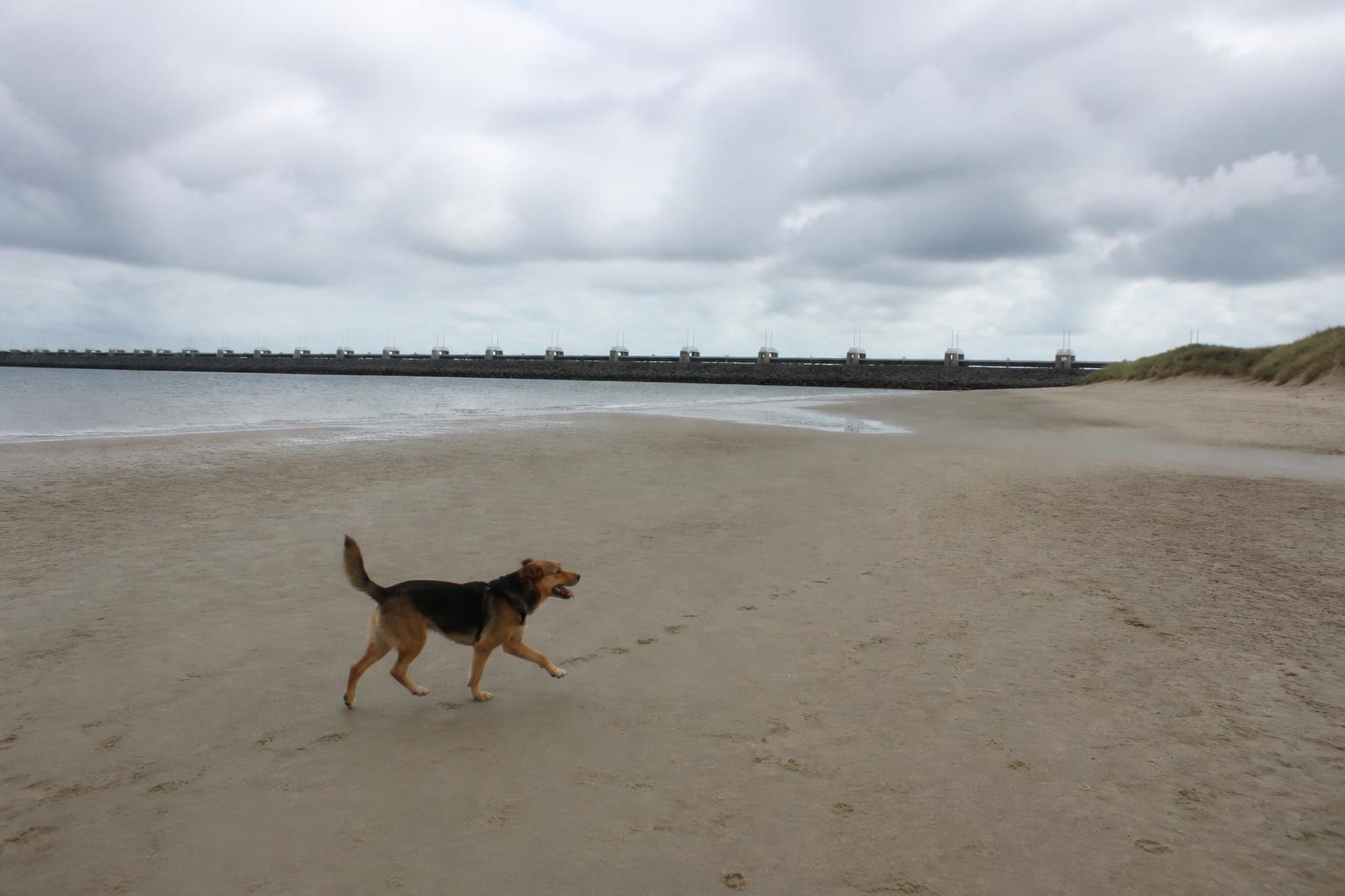 Hond rent los over het brede, rustige Noordzeestrand bij de Haringvlietdam met de duinen op de achtergrond