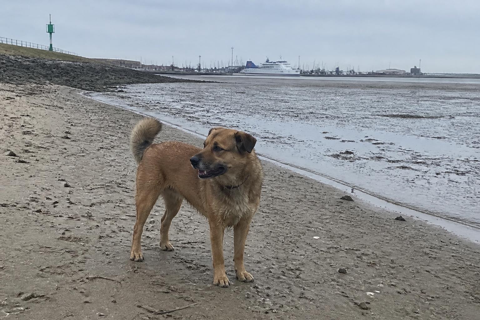 Hond loopt over het kleine strand aan de Westerzeedijk bij Harlingen, met de dijk en de Waddenzee op de achtergrond