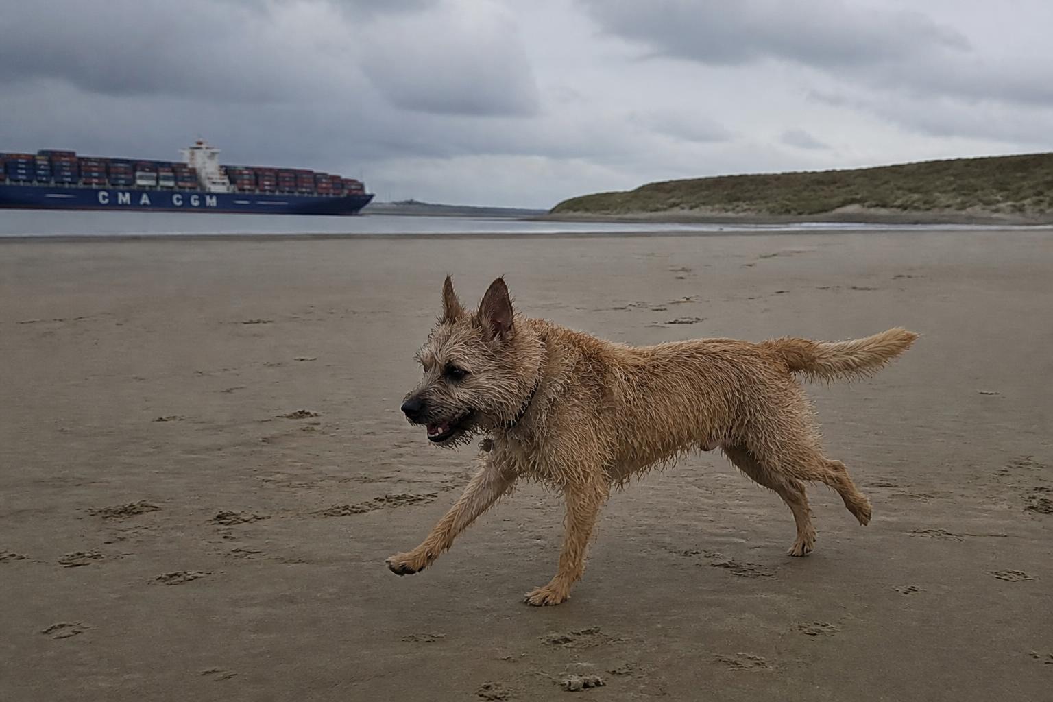 Hond rent los op het brede strand bij de Nieuwe Waterweg in Hoek van Holland