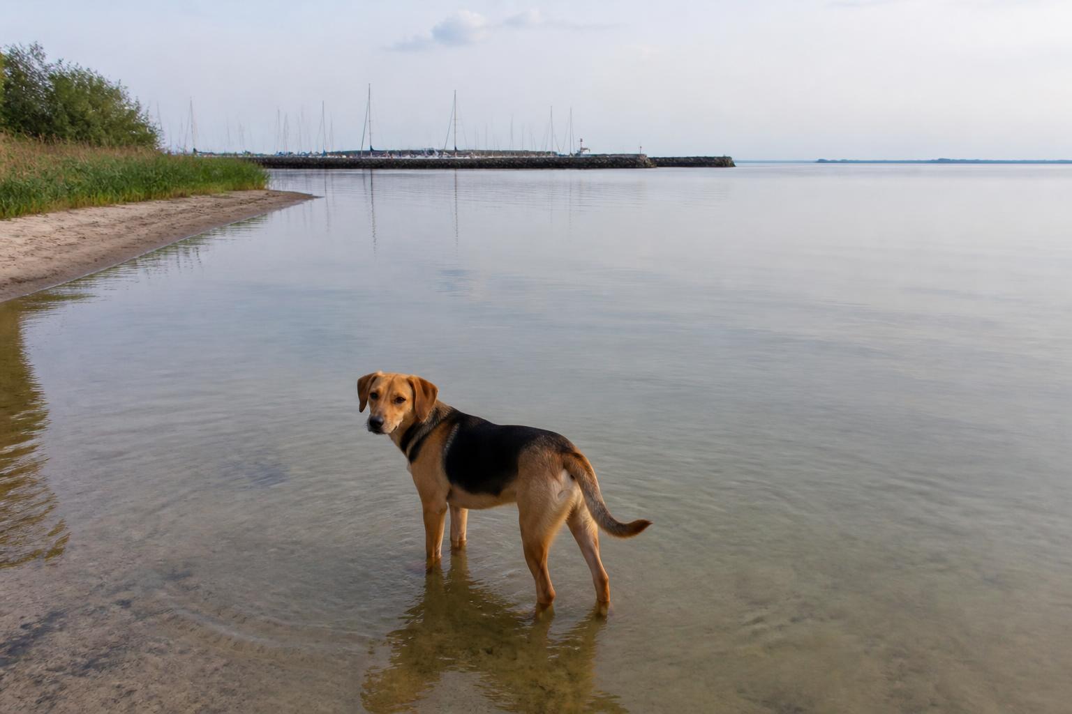 Hond loopt door het ondiepe, rustige water van het Gooimeer bij het stadsstrand aan de Zomerkade in Huizen