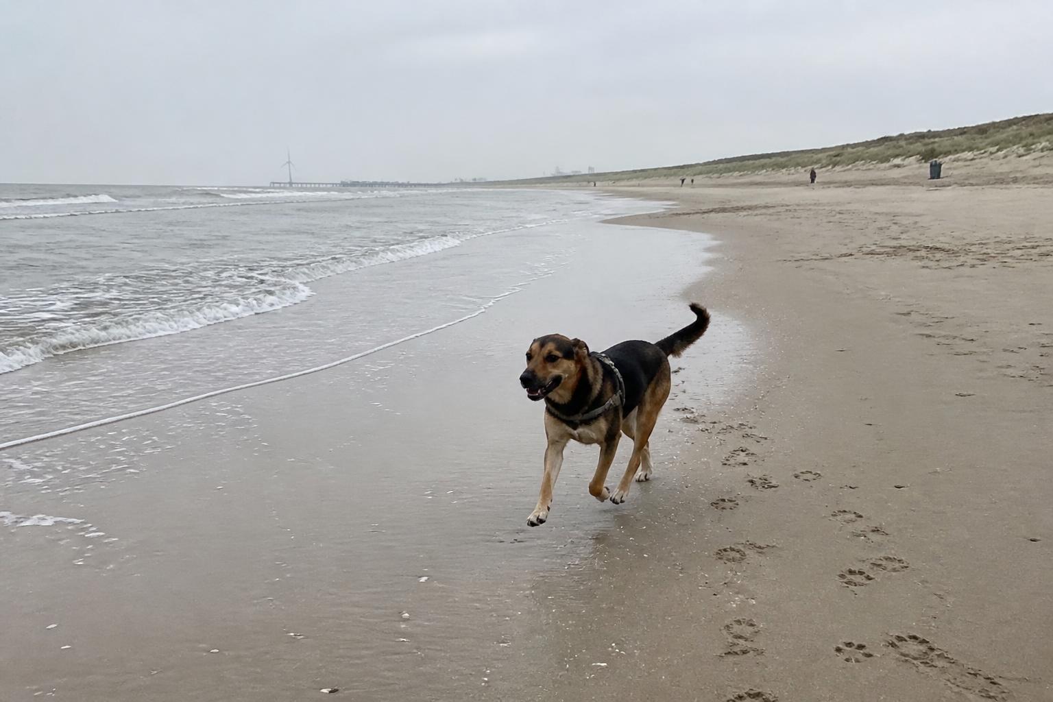Hond rent los op het brede Kennemerstrand bij IJmuiderslag met de duinen op de achtergrond