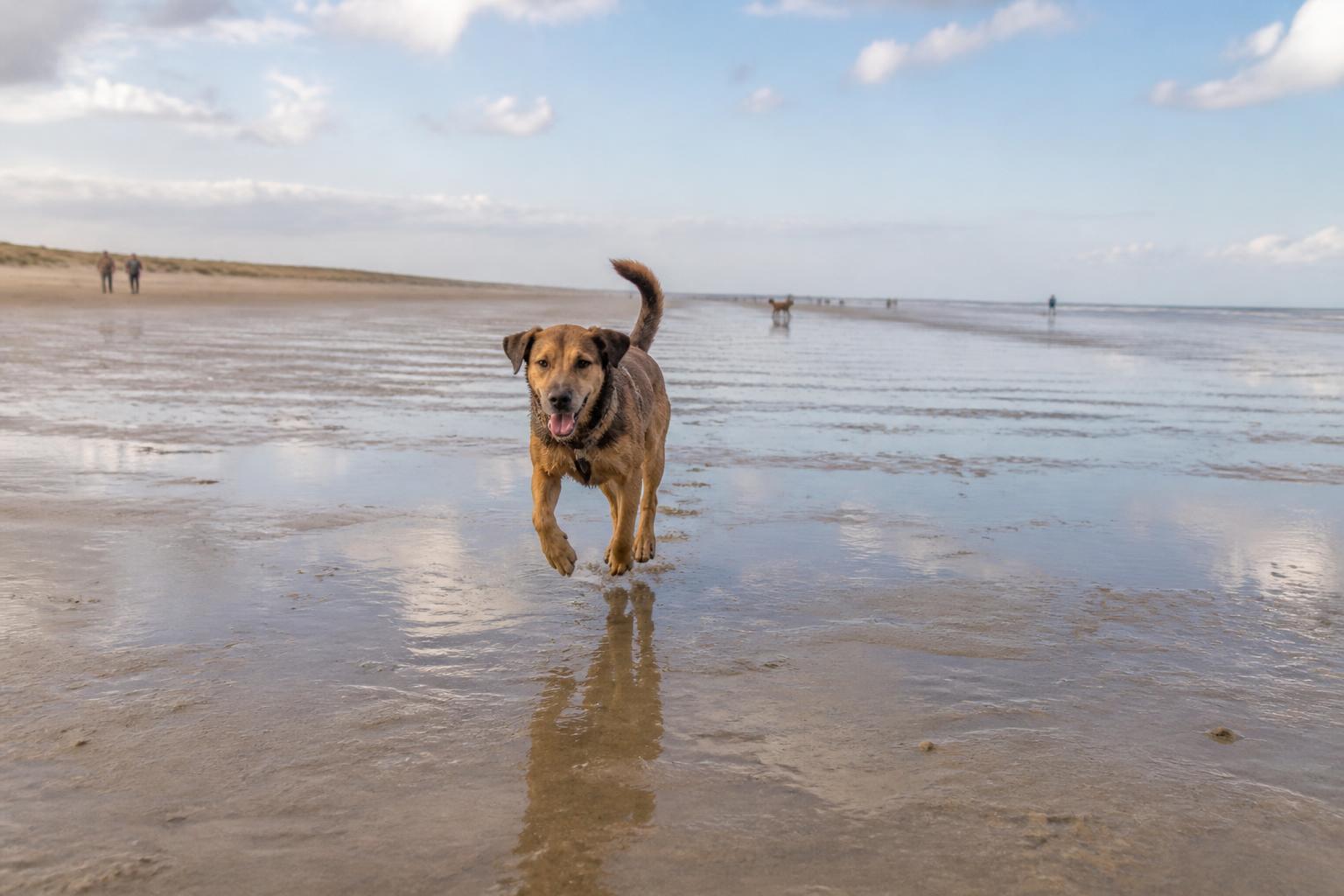 Hond rent los op het brede strand bij de Zandmotor in Kijkduin