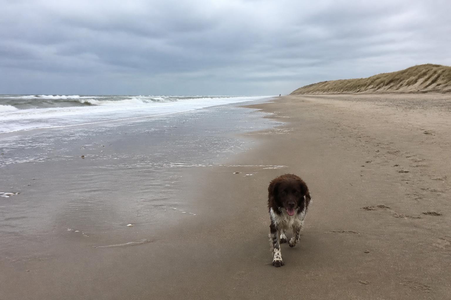 Hond loopt over het stille, door hoge duinen omzoomde strand van Langevelderslag ten noorden van Noordwijk