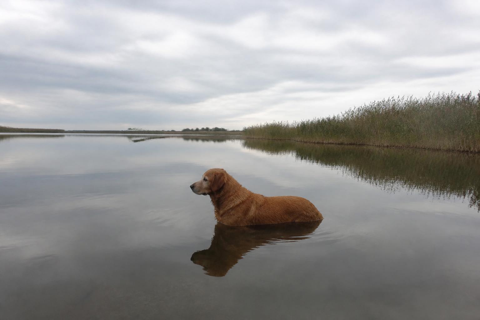 Hond loopt door het rustige, ondiepe water van het Lauwersmeer bij Lauwersoog onder een weidse Groningse lucht