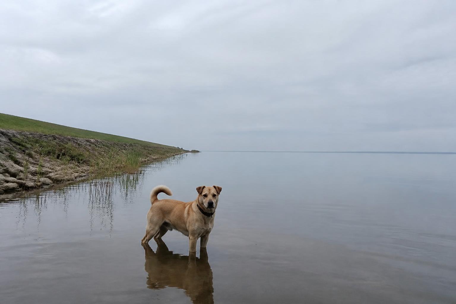 Hond loopt door het rustige, ondiepe water van het IJsselmeer bij het strand van Lemmer onder een weidse Friese lucht