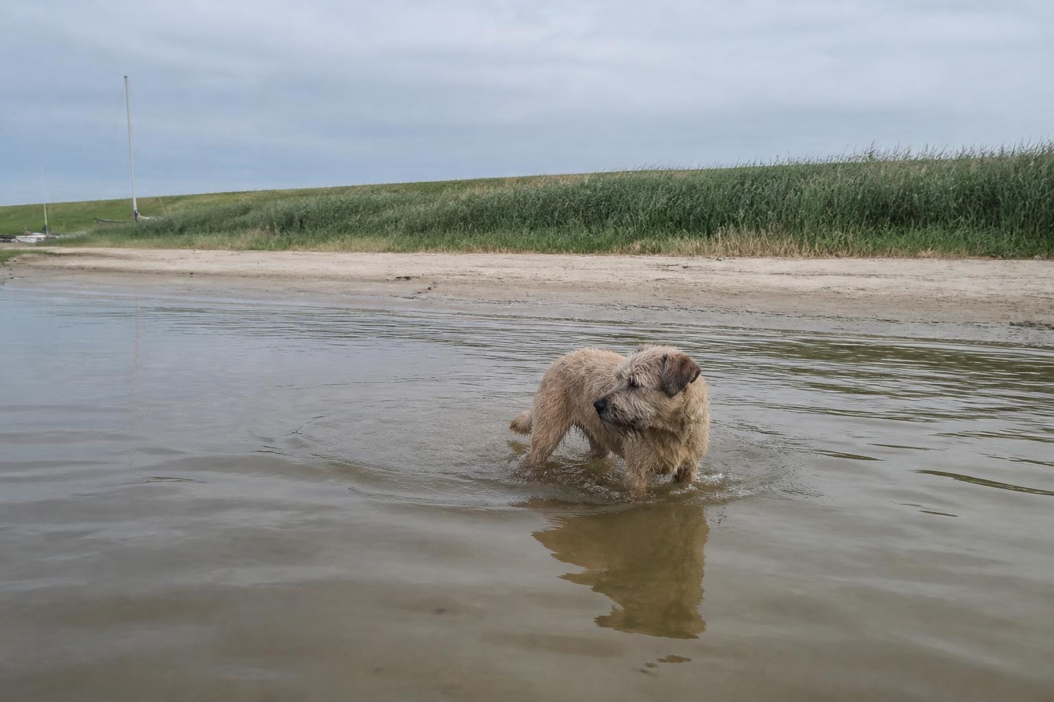 Hond loopt door het rustige, ondiepe water van het IJsselmeer bij Makkum, met riet en een dijk onder een weidse Friese lucht