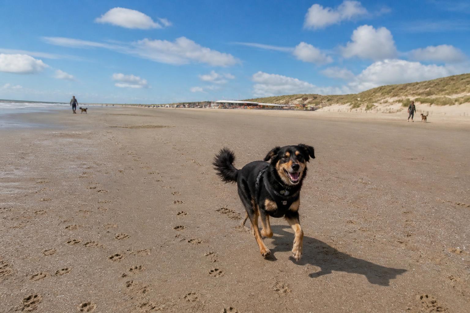 Hond rent los op het brede strand van Noordwijk