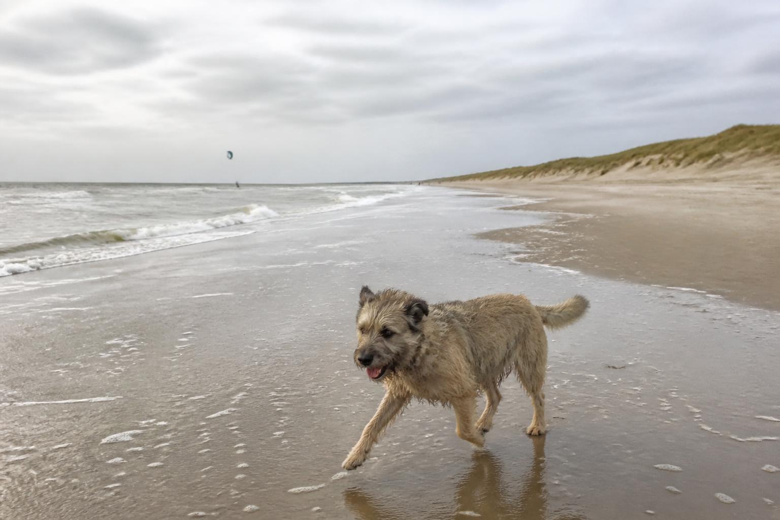 Hond rent los over het brede voormalige autostrand van Oostvoorne met de lage duinen op de achtergrond