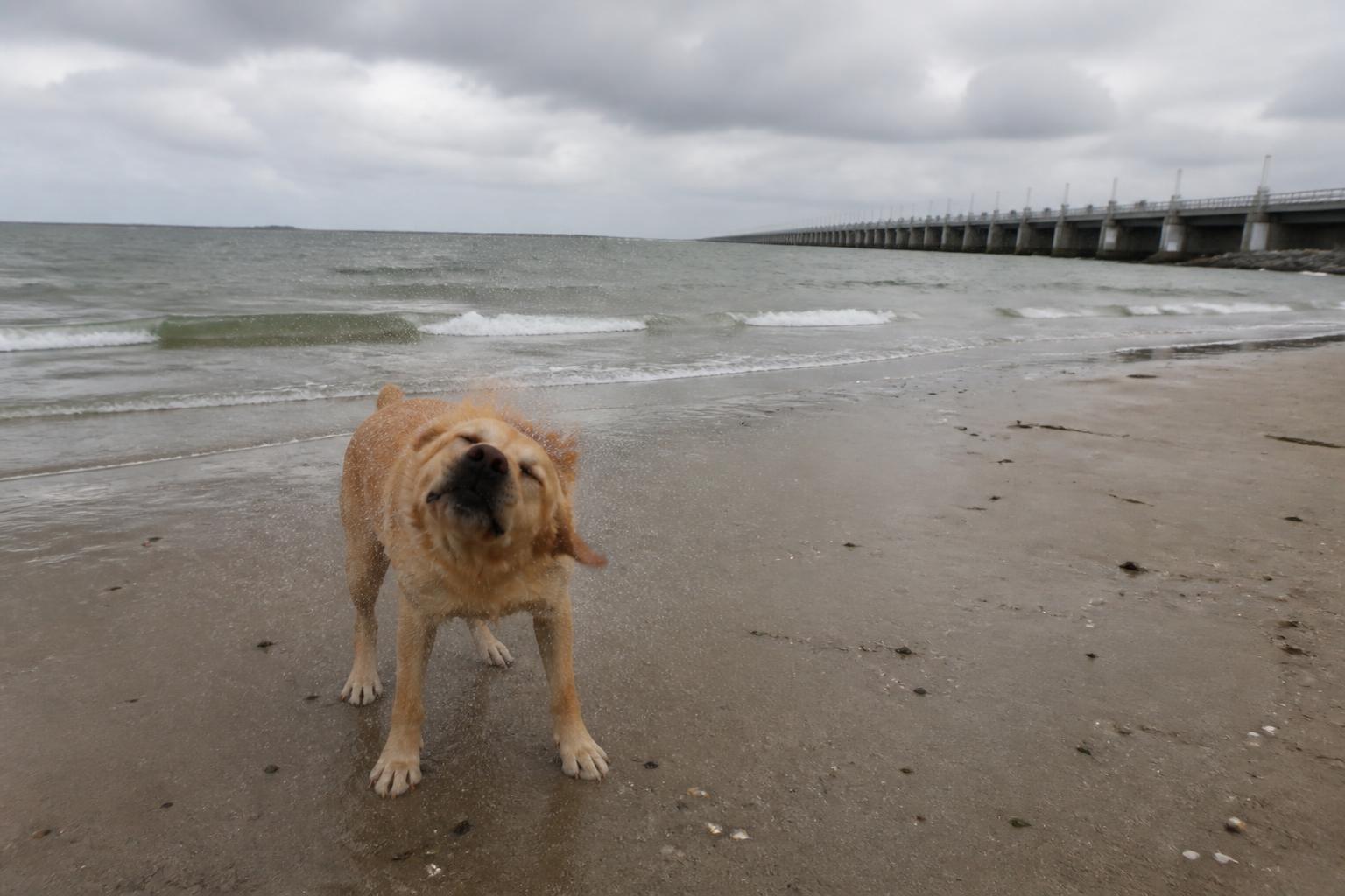 Hond op het brede familiestrand ’t Gorsje aan het begin van de Brouwersdam bij Ouddorp