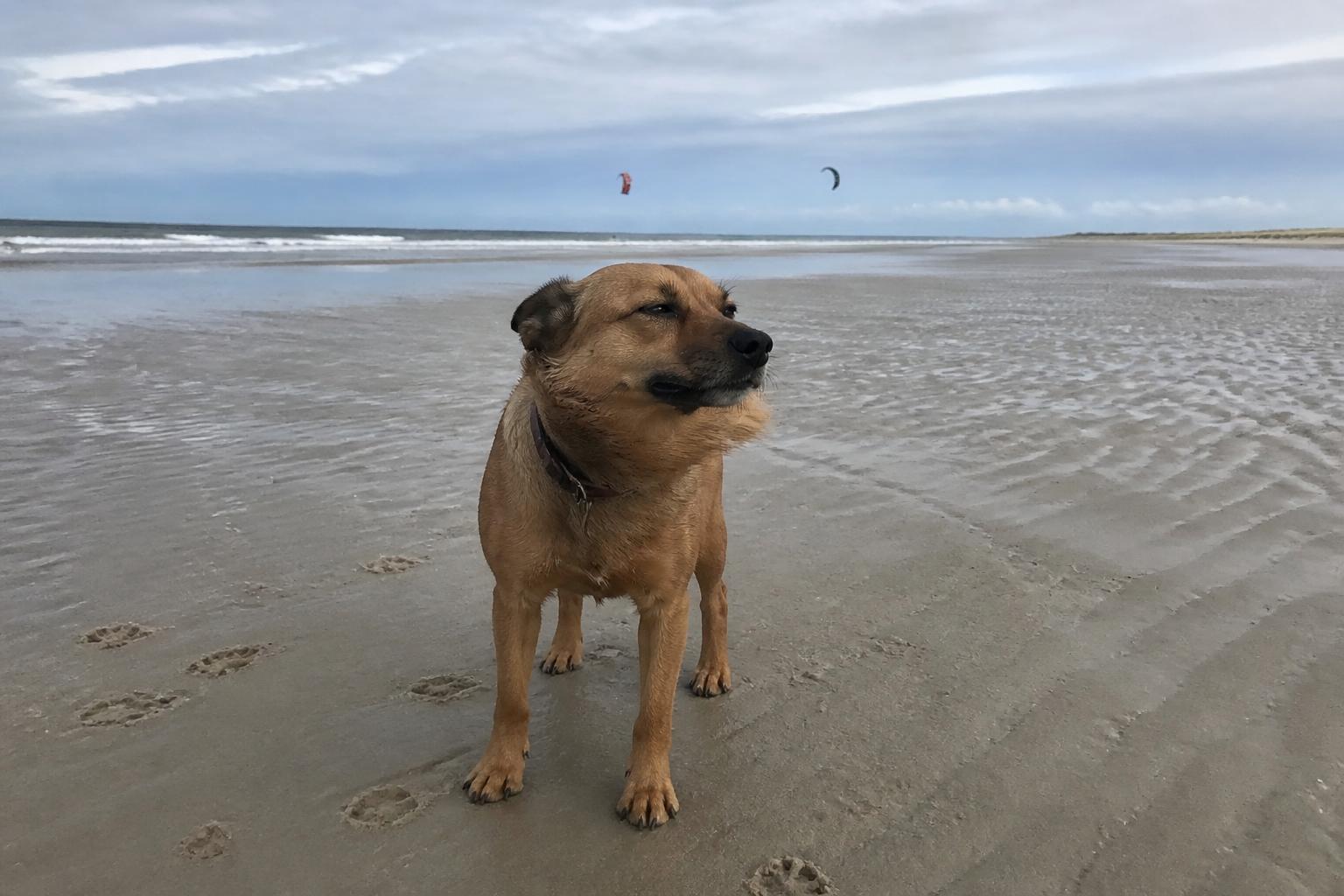 Hond op het brede, winderige sportstrand bij de Langedijk in Ouddorp, met kitesurfers in de verte
