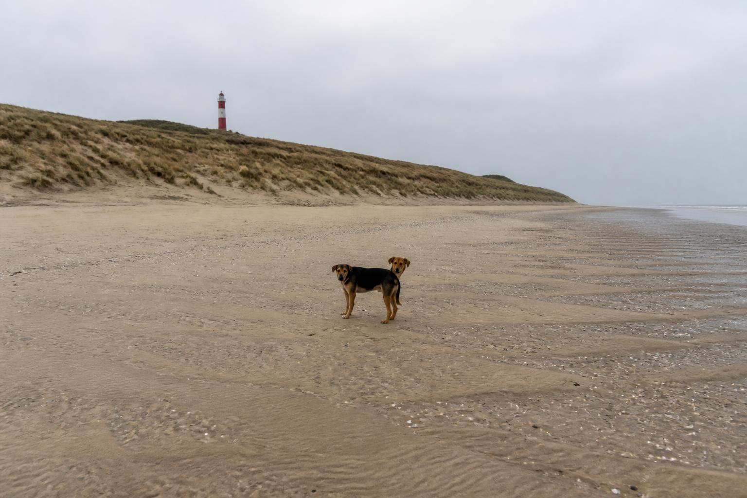 Hond op het wilde, lege natuurstrand bij de vuurtoren Westhoofd op de Kop van Goeree