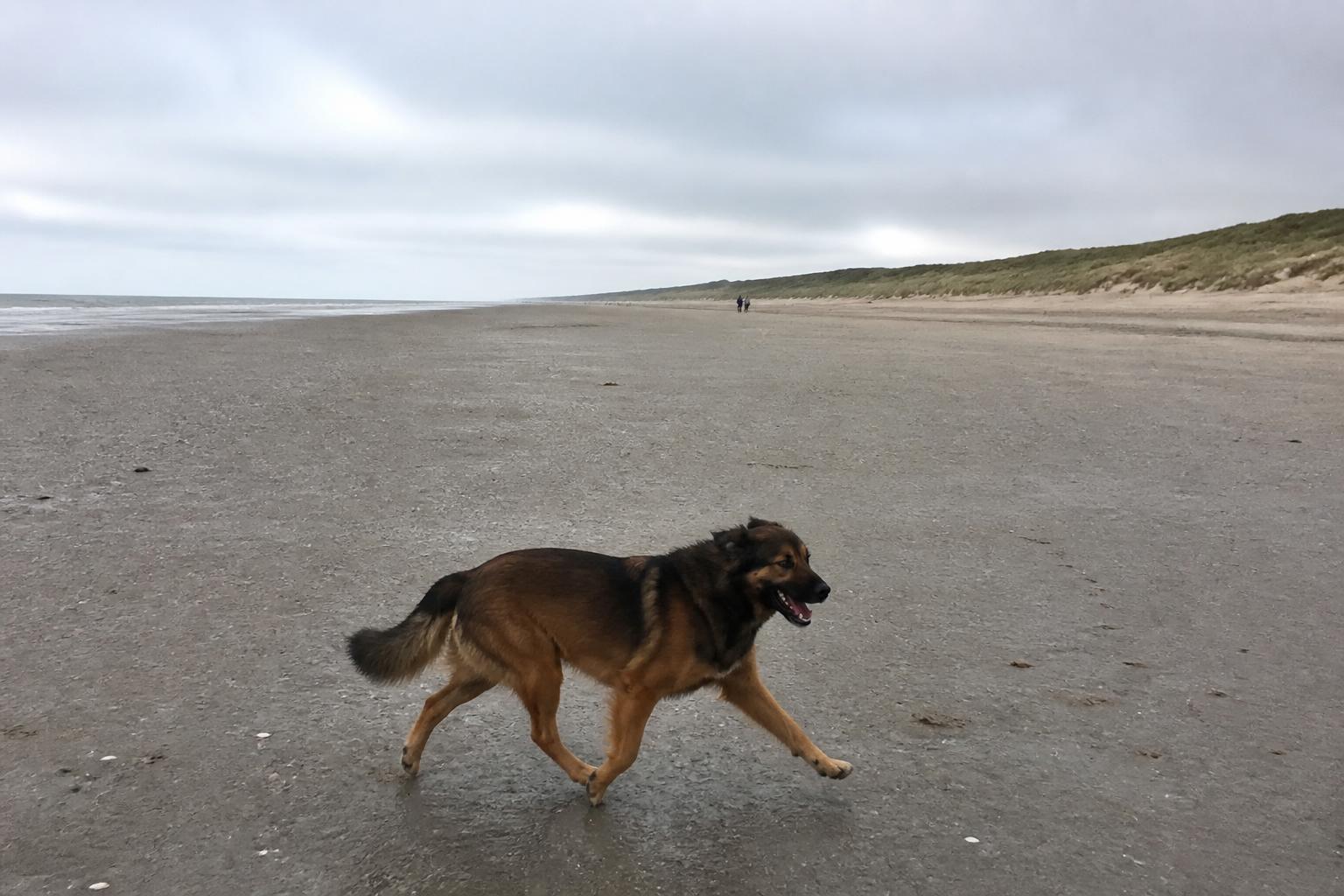 Hond op het brede strand van Petten aan de voet van de Hondsbossche Duinen