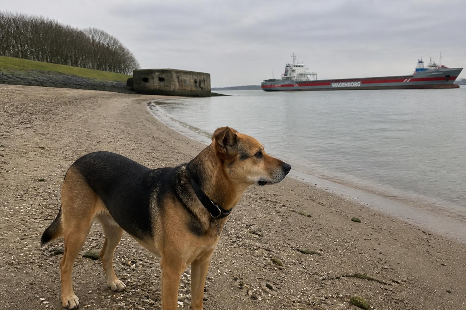 Hond op het rustige Ritthemse Strand aan de Westerschelde, met op de achtergrond een groot zeeschip