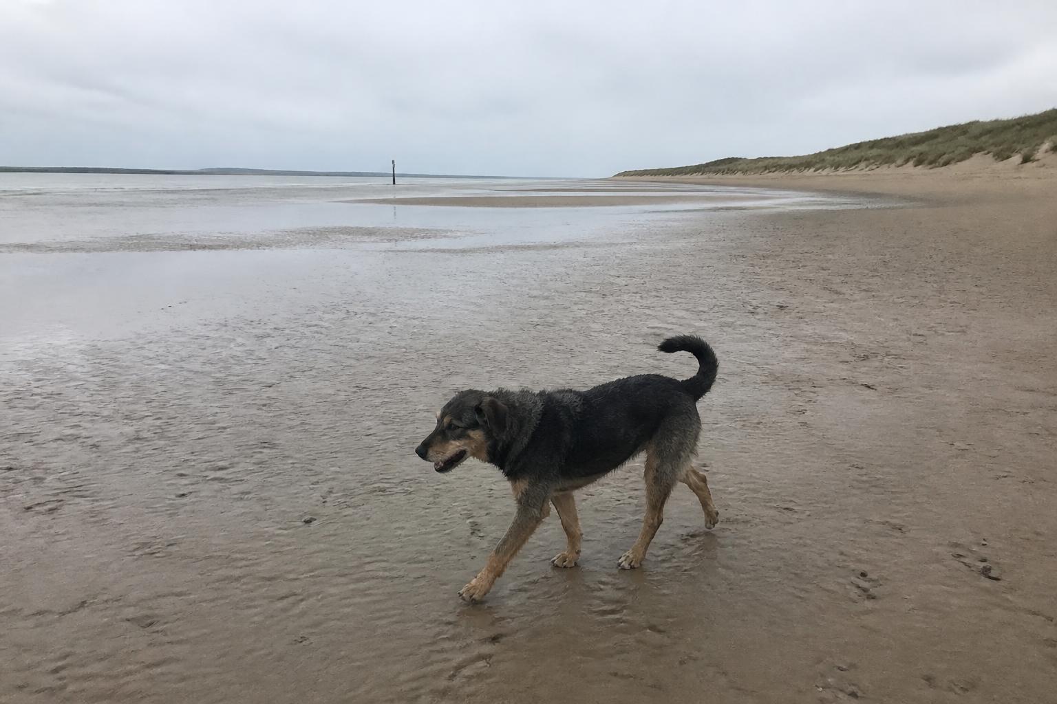 Hond loopt los over het brede, rustige strand bij Rockanje met de duinen op de achtergrond