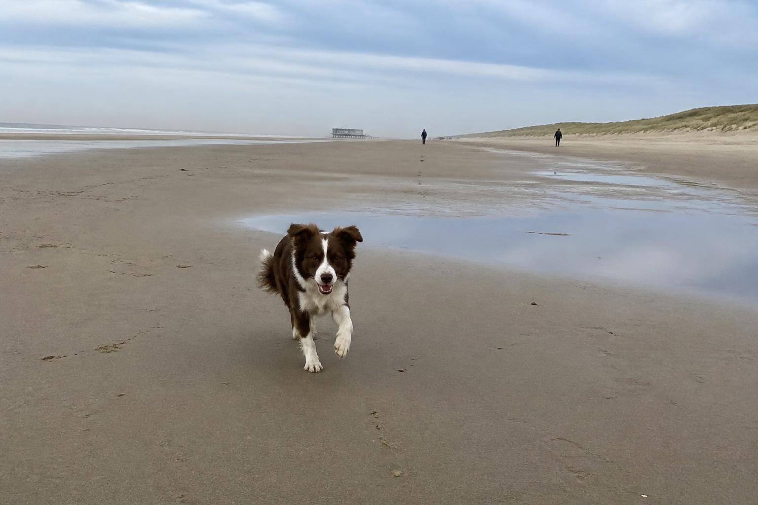 Hond rent los op het brede Westlandse strand tussen de Strandweg in ’s-Gravenzande en Ter Heijde