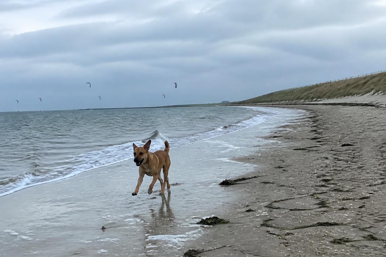 Hond rent los over het gebogen Noordzeestrand aan de zuidkant van de Brouwersdam bij Scharendijke, met kitesurfers in de verte