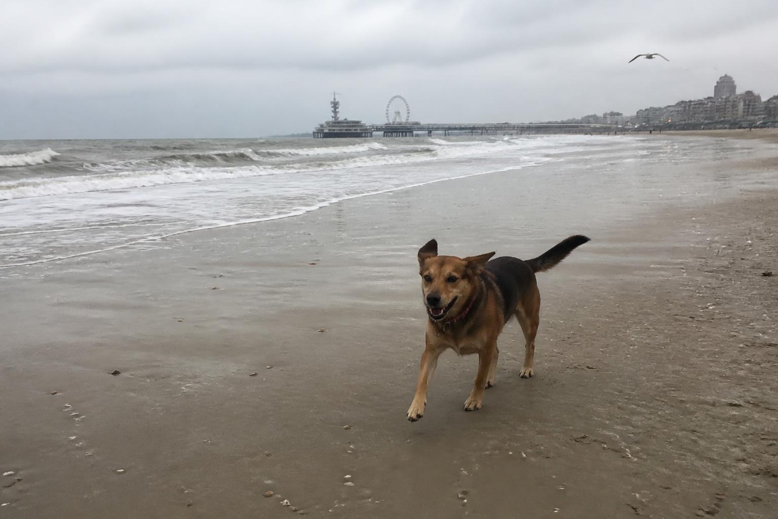 Hond rent los over het brede strand bij het Zwarte Pad in Scheveningen-noord, met de boulevard op de achtergrond