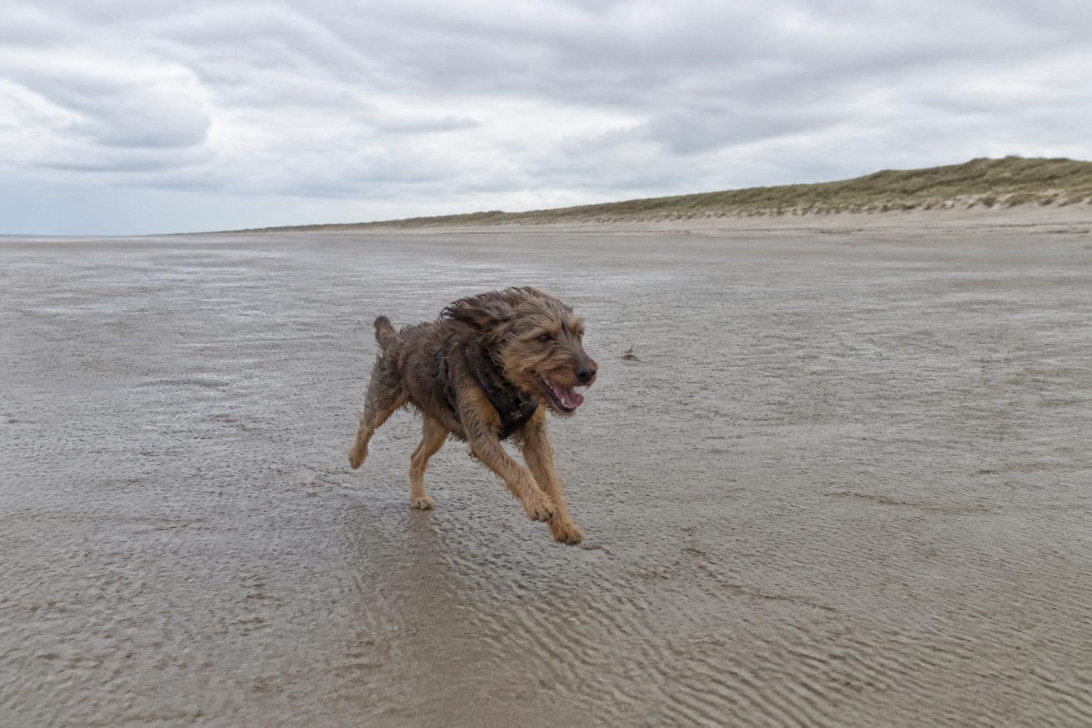 Hond rent los over het enorme, brede en lege strand van Schiermonnikoog onder een weidse Waddenlucht
