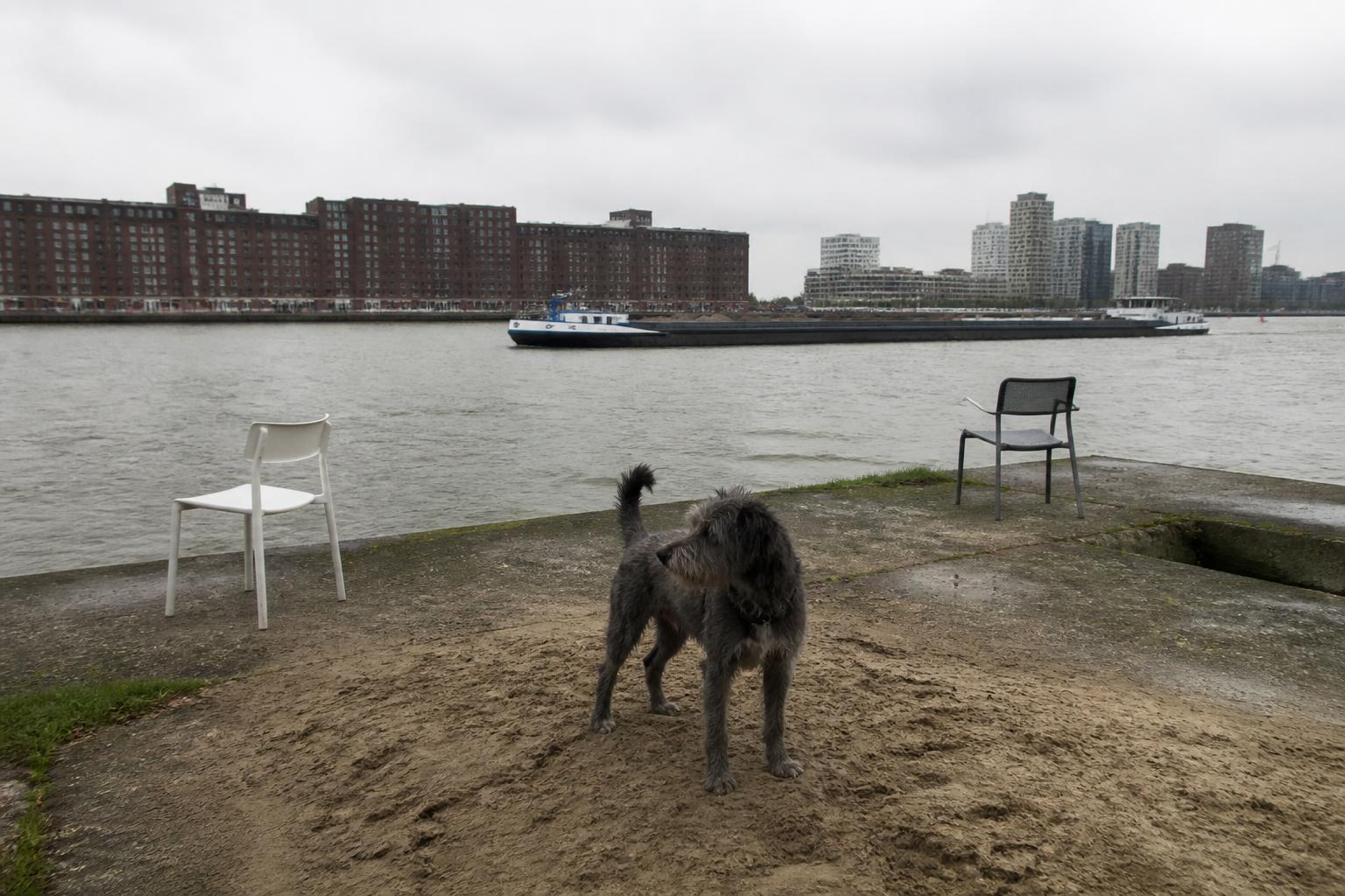 Hond op het kleine stadsstrandje aan het IJ bij Het Stenen Hoofd in Amsterdam