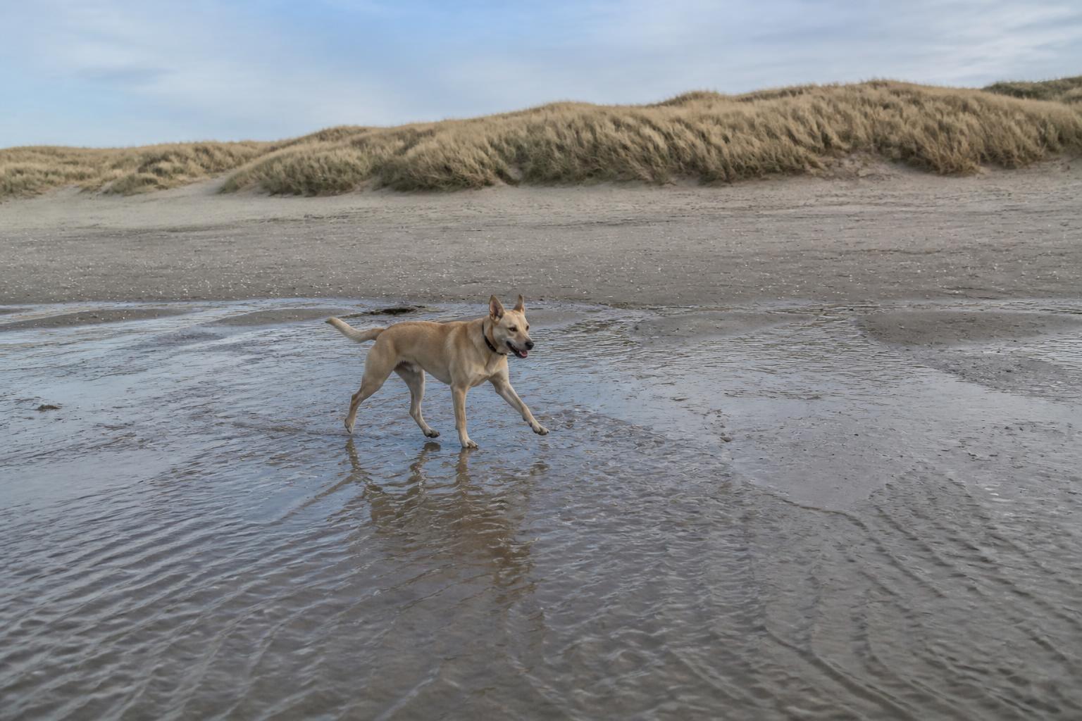 Hond rent los over het brede Noordzeestrand van Terschelling met hoge duinen op de achtergrond