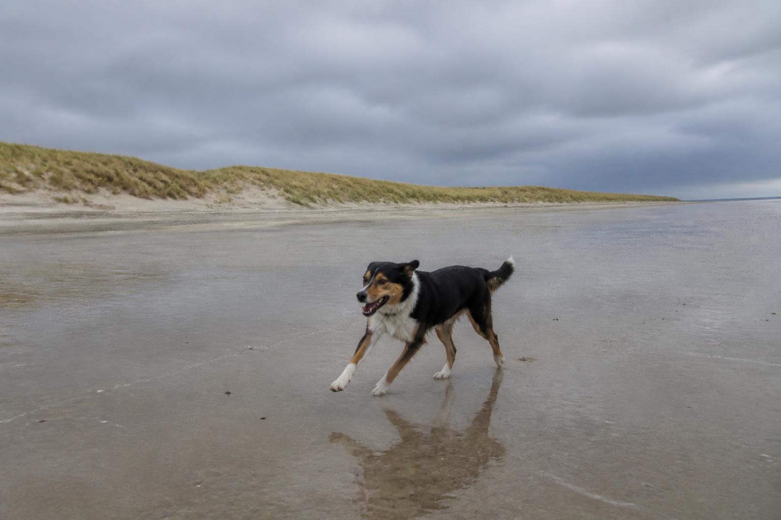 Hond rent los over het weidse, lege Texelse strand met hoge duinen op de achtergrond