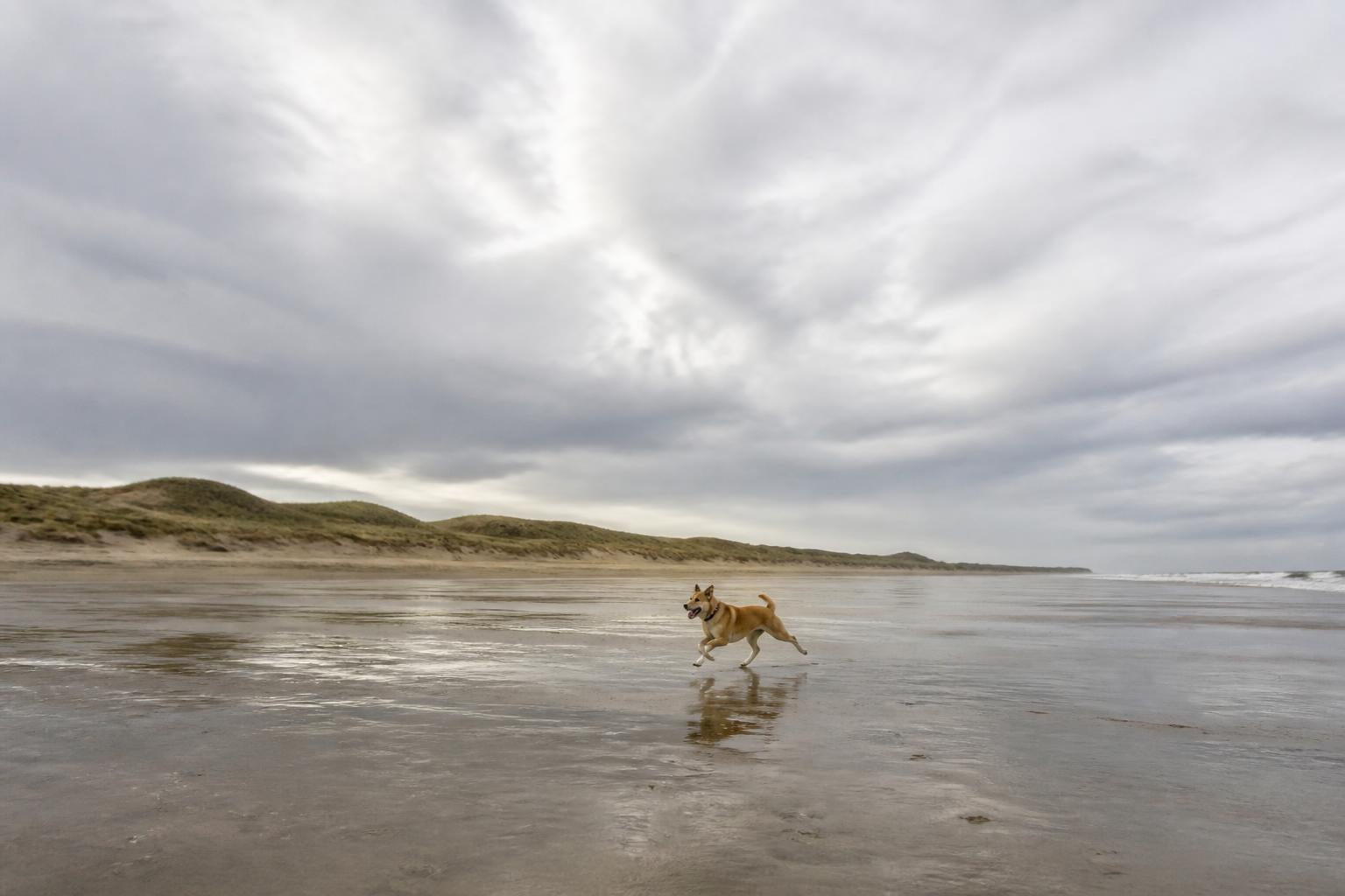 Hond rent los over het enorme, lege strand van Vlieland met weidse duinen en waddenlicht