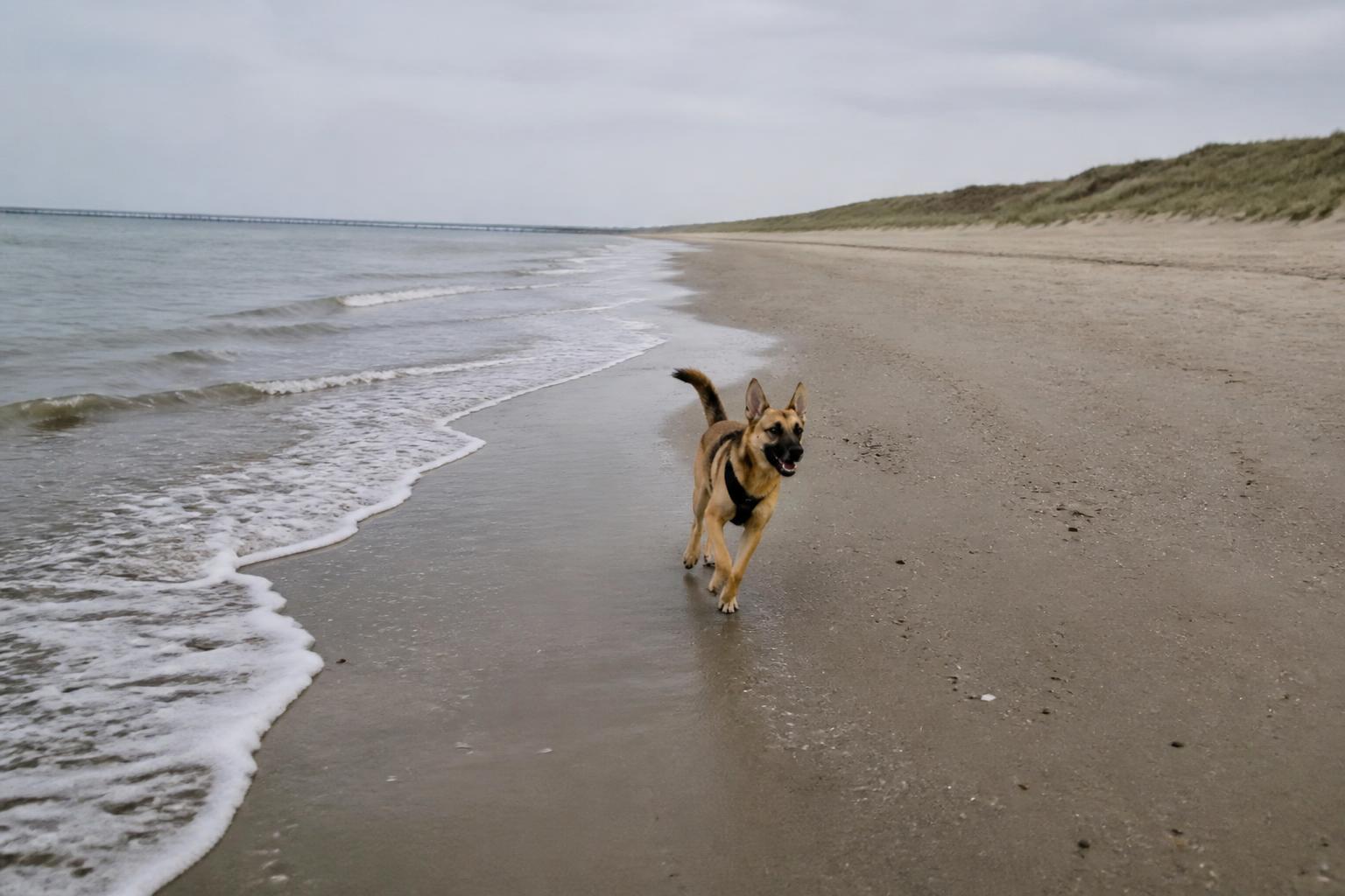 Hond rent los over het brede strand van Breezand bij Vrouwenpolder, met de duinen en de Oosterscheldedam op de achtergrond