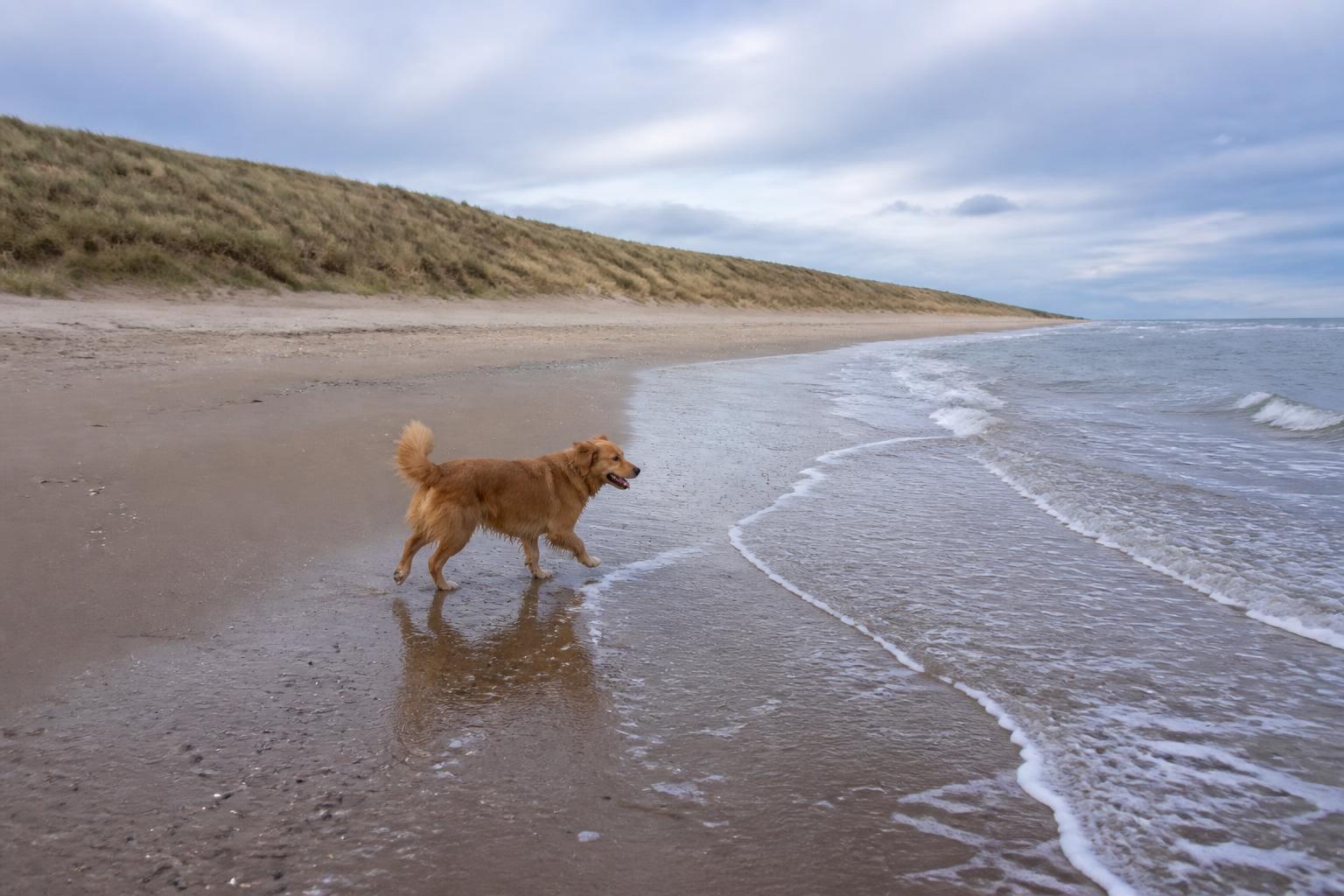 Hond loopt los over het rustige, door duinen omzoomde strand van de Wassenaarse Slag