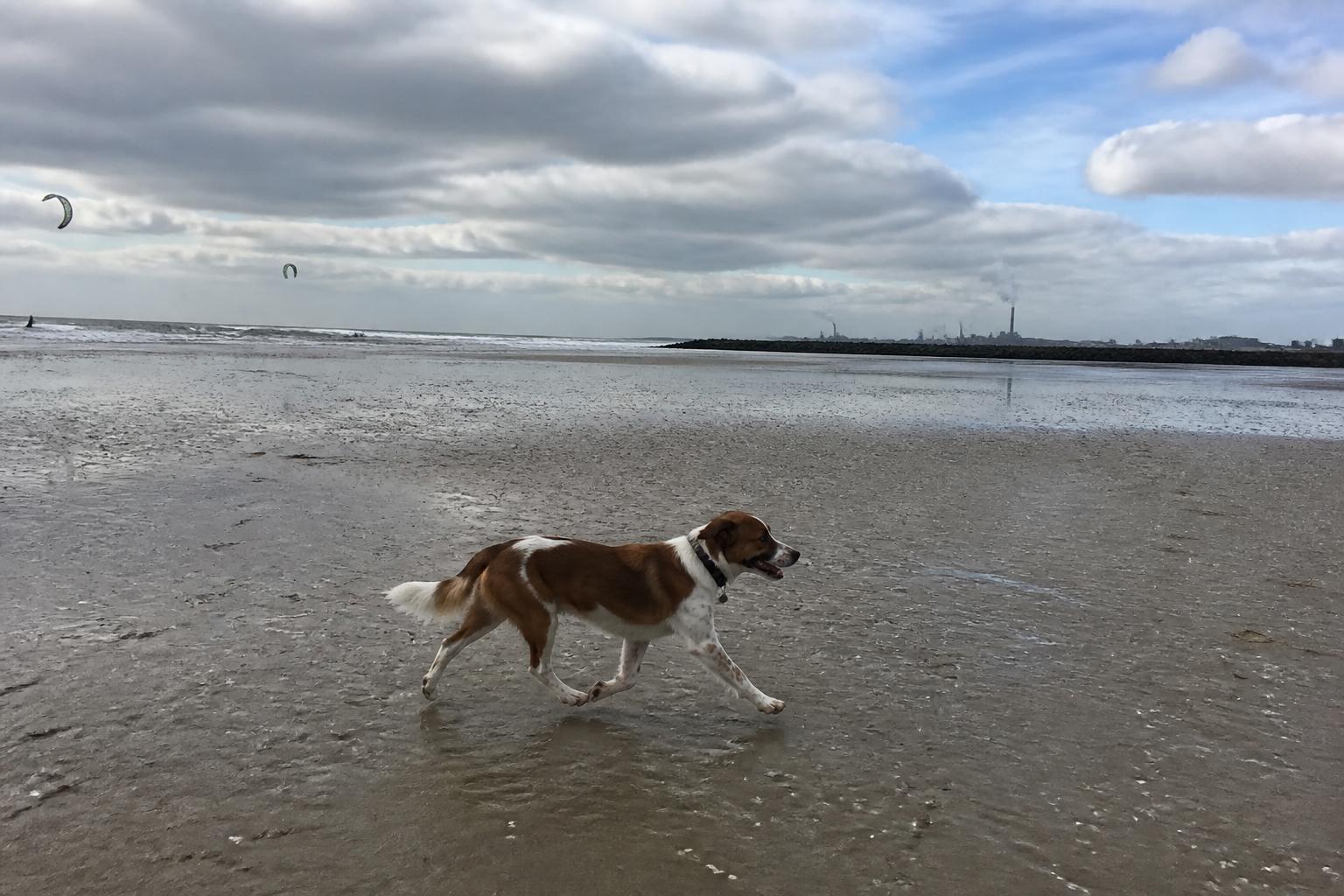 Hond rent los over het brede strand bij de Noordpier van Wijk aan Zee