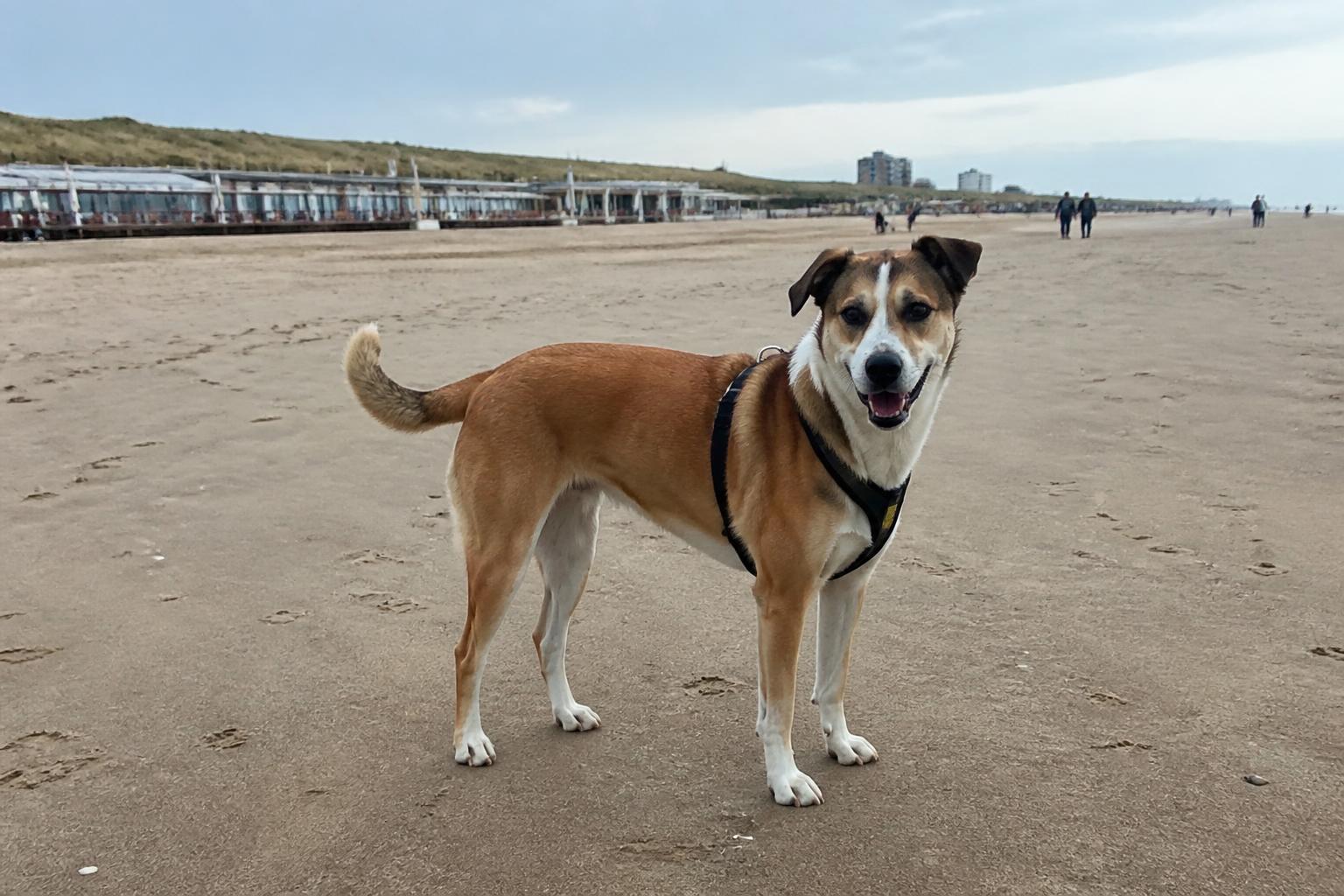 Hond op het brede strand van Zandvoort met de boulevard en duinen op de achtergrond