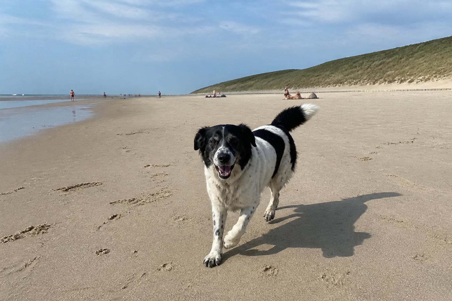 Hond op het zonnige strand van Zoutelande onder de hoge duinen