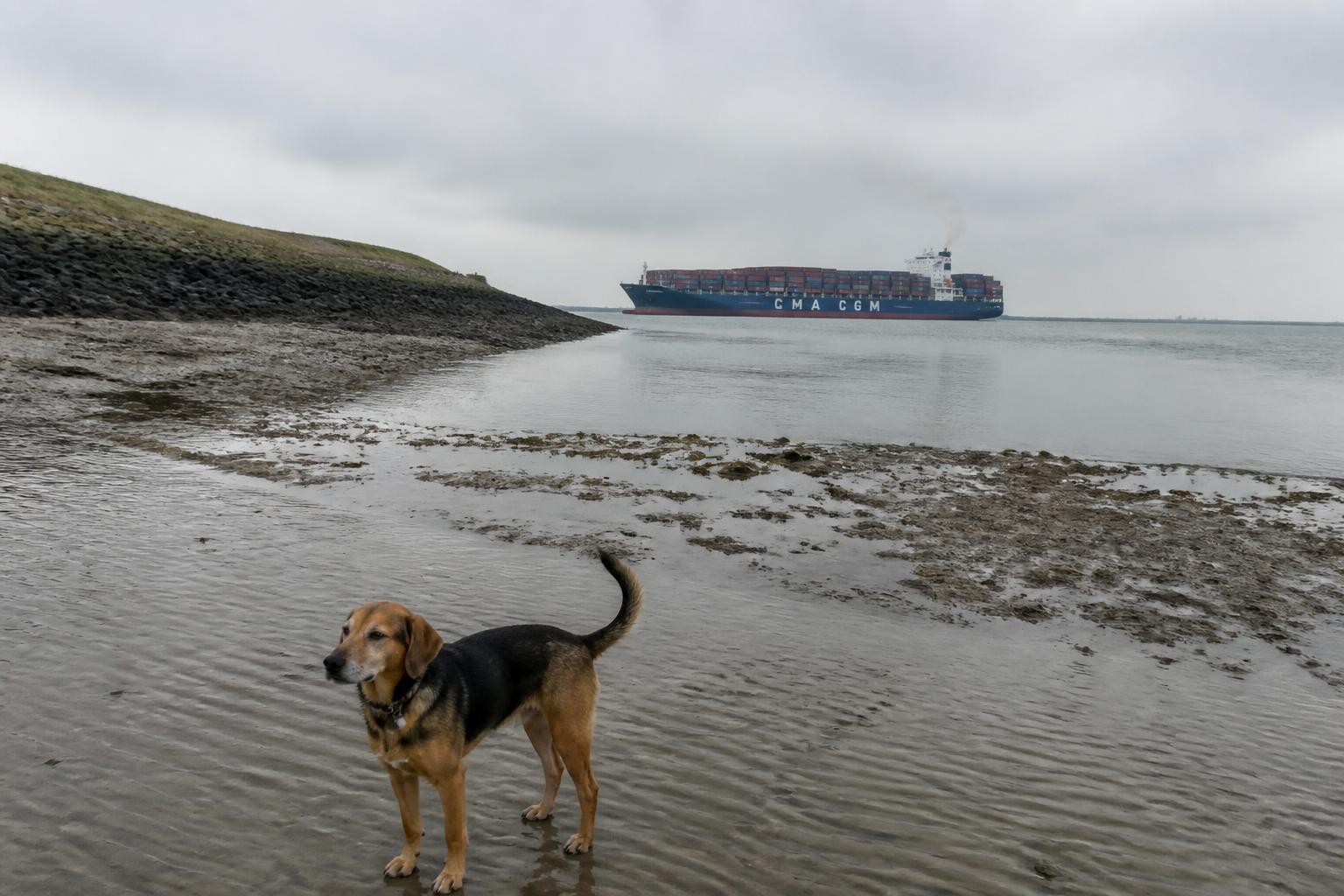 Hond op het rustige badstrandje van Baarland aan de Westerschelde, met de zeedijk en een groot zeeschip op de achtergrond