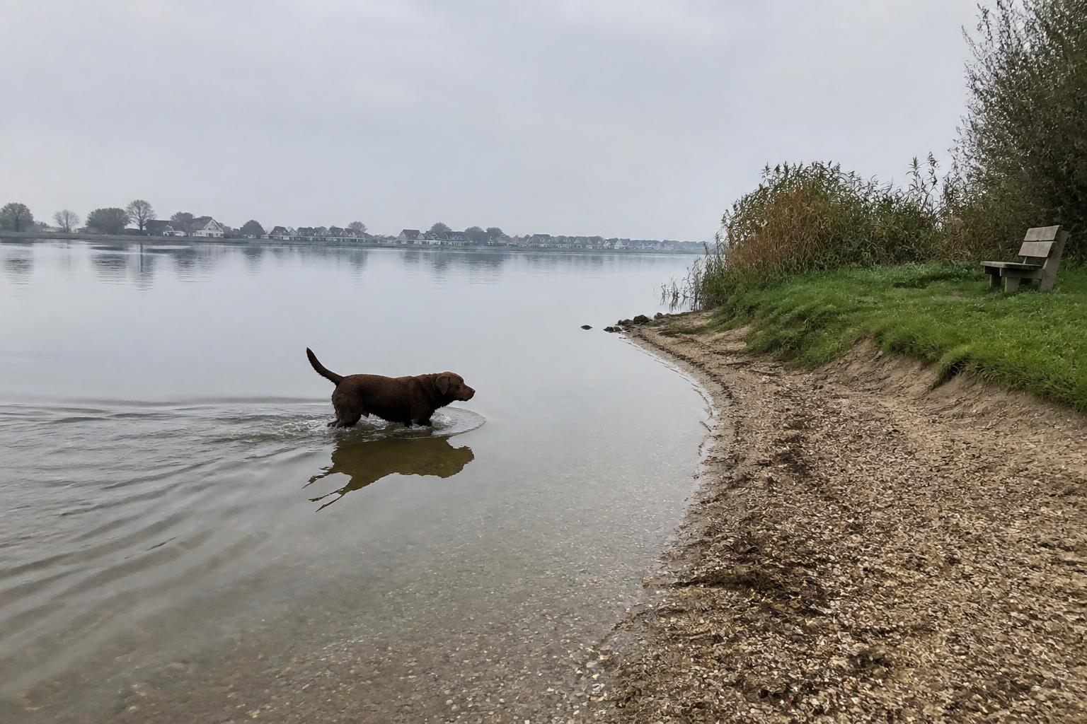 Hond zwemt in het rustige water van de Gouwzee bij een klein hondenstrandje op het Hemmeland in Monnickendam